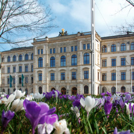 Krokusse blühen vor dem Böttcherbau der TU Chemnitz.